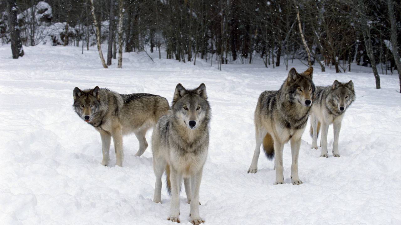 Wolves To Be Reintroduced To Colorado Following Historic Public Vote