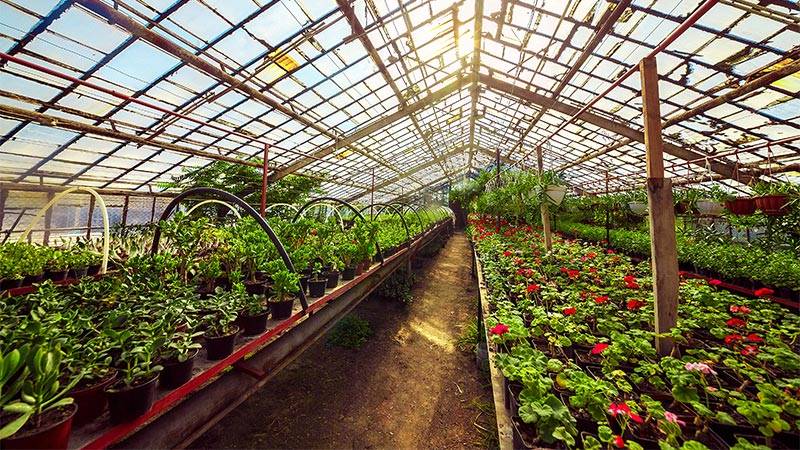 Year-round Cultivation in a greenhouse