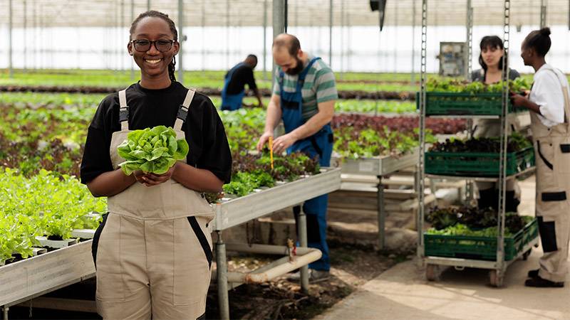 Year-round-cultivation of crops in a hydroponic greenhouse