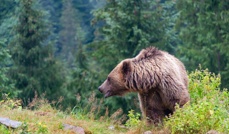 Yellowstone Reports First Grizz Sighting of 2021