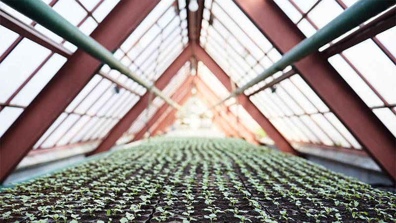 a-frame-greenhouse