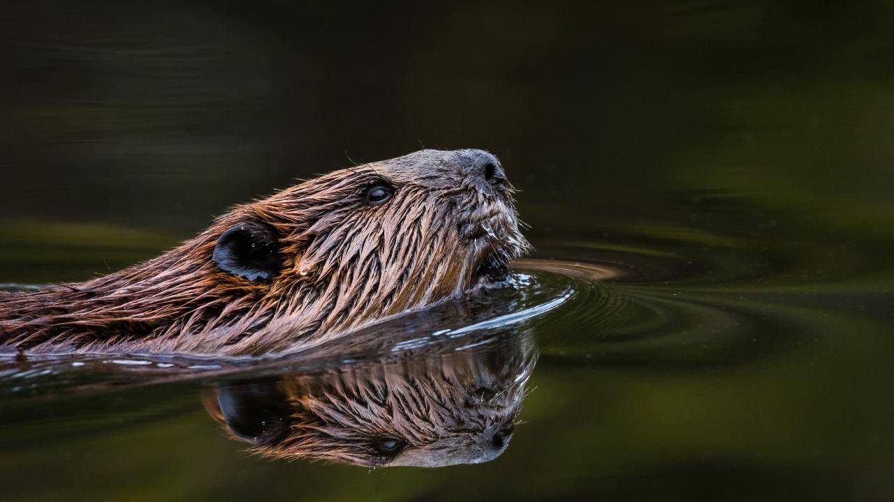 London Mayor Unveils Plans to Rewild London