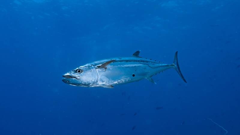 blue fin tuna