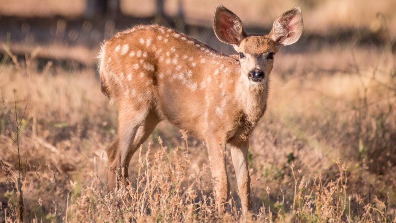 California Wildlife Returns After 2018 Complex Fire