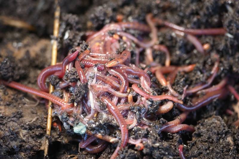 clumping worms in worm composting bin