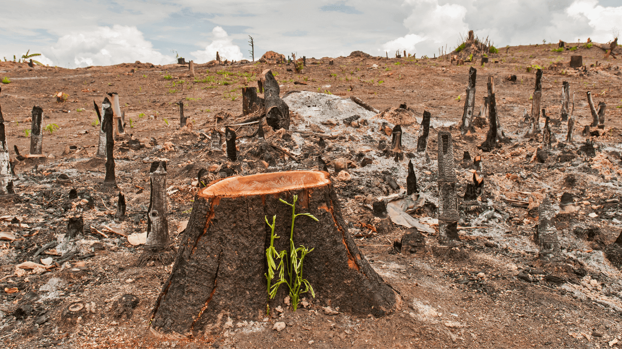 100 Countries Vow to End Deforestation