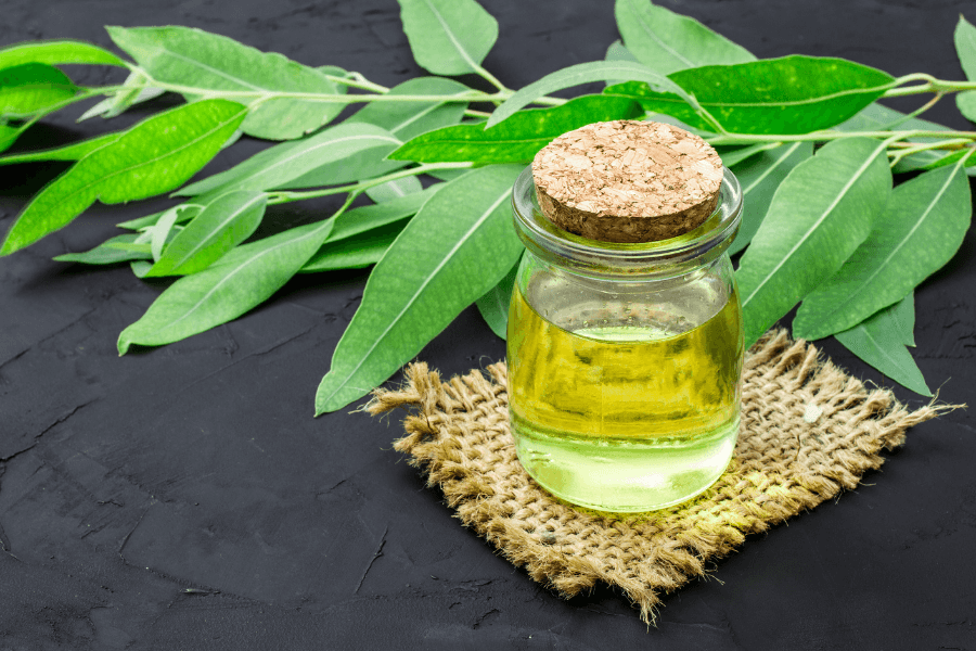 eucalyptus oil Natural Pesticides