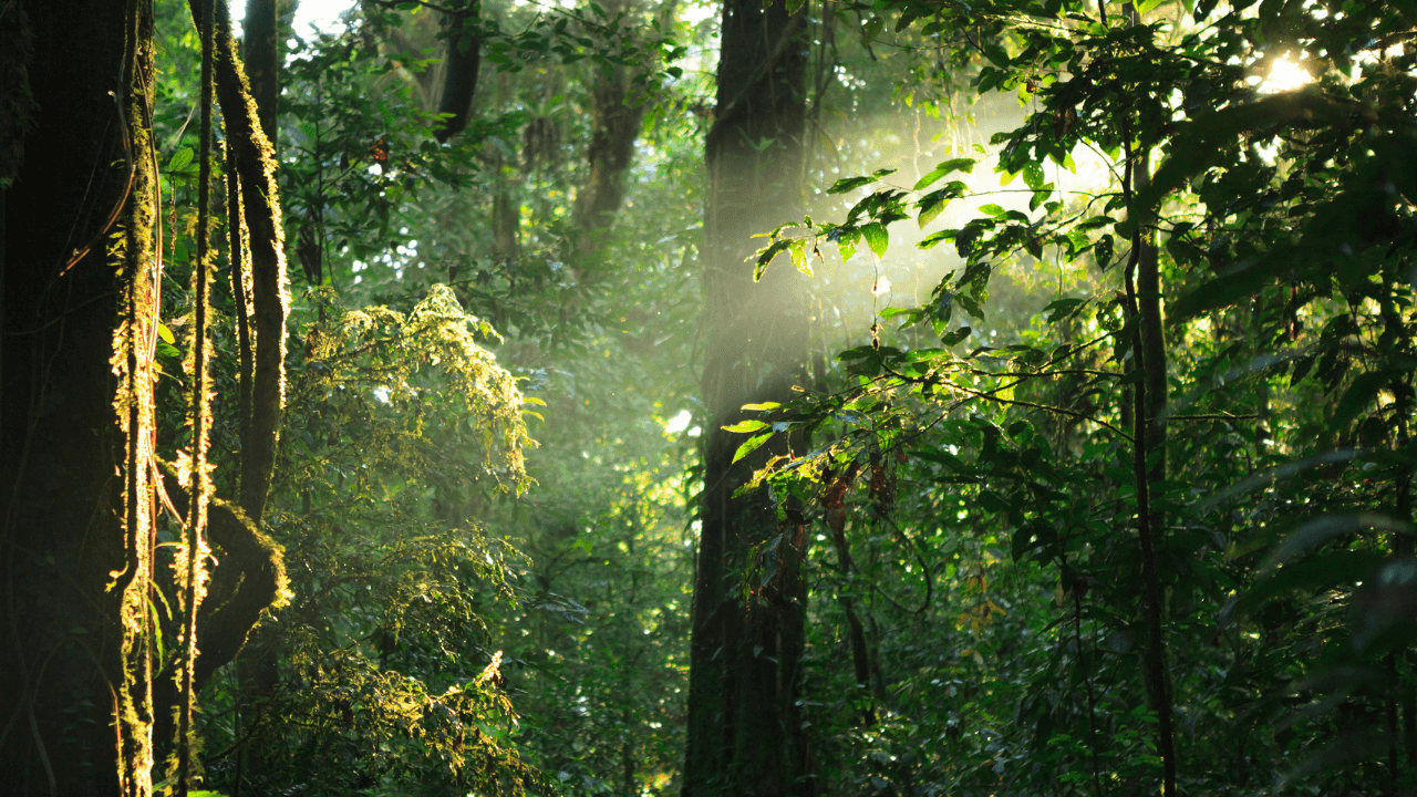 Local Communities In Laos Take Reforestation Efforts Into Their Own Hands