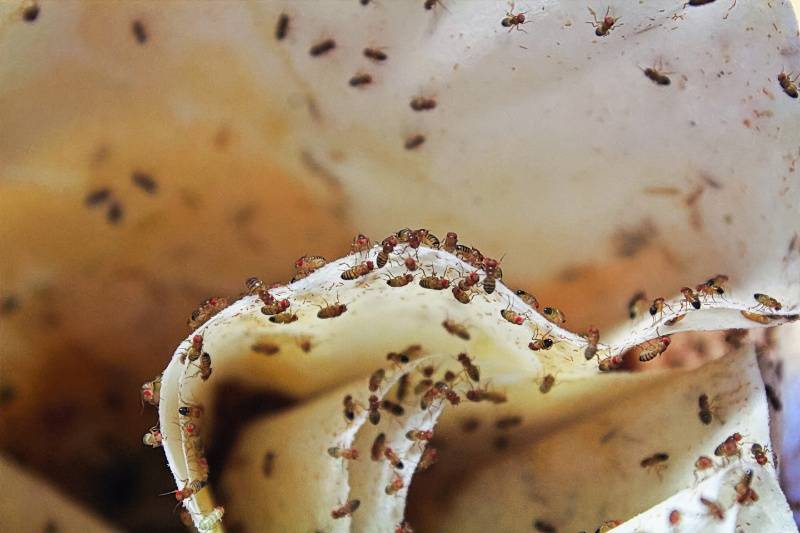 fruit flies in compost