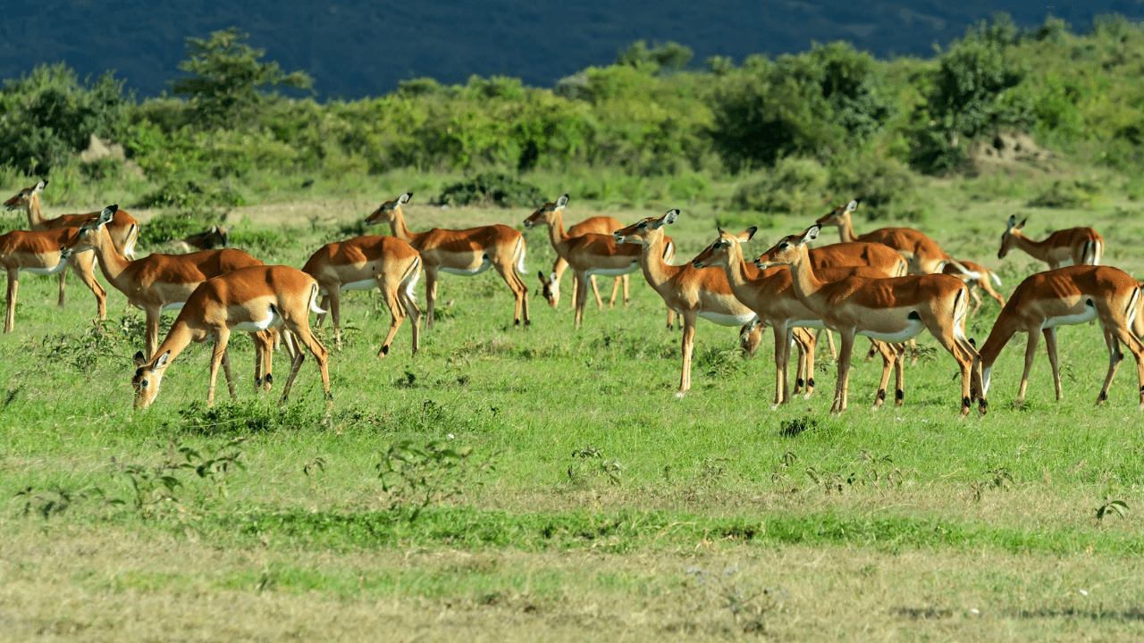 Large Herbivores Can Prevent and Mitigate Wildfires