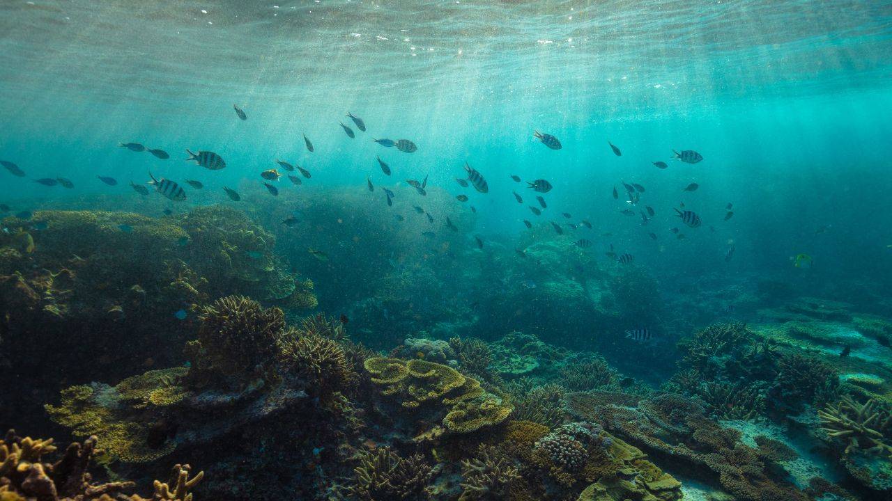 great barrier reef nursery