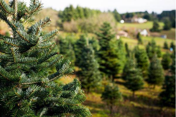 Benefits of Real Christmas Trees