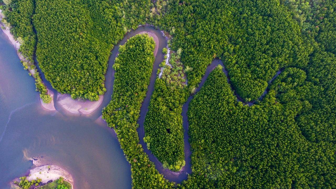 Indonesian mangrove forest