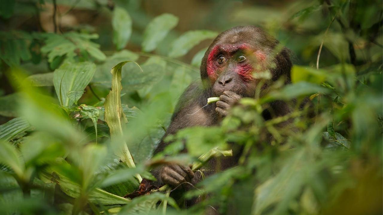 Mekong Basin animal