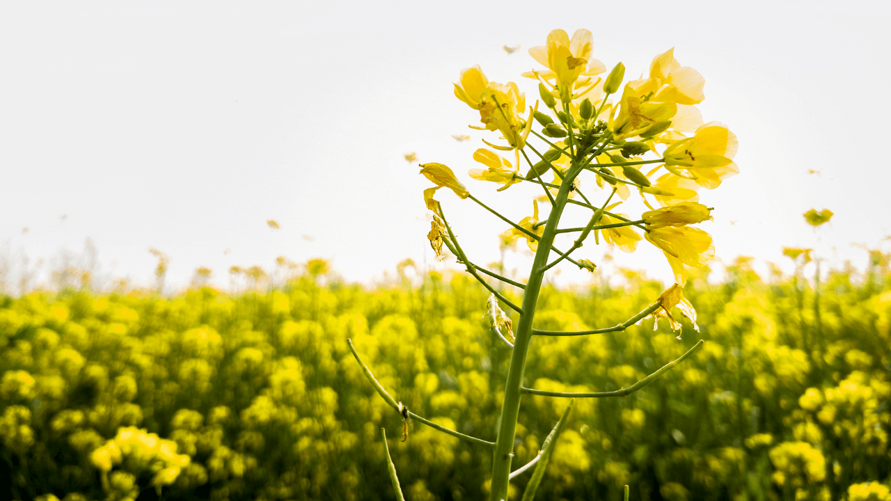 Mustard-Based Aviation Fuel