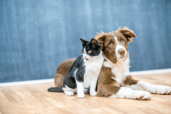 pet smell odor removing