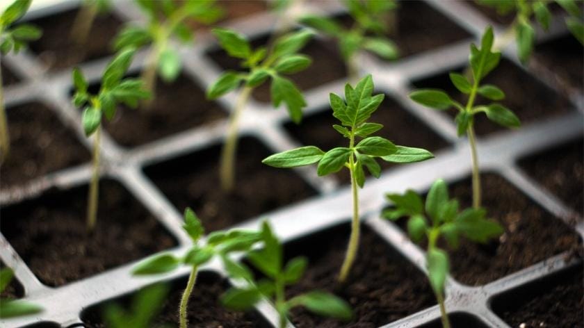 seedlings container garden