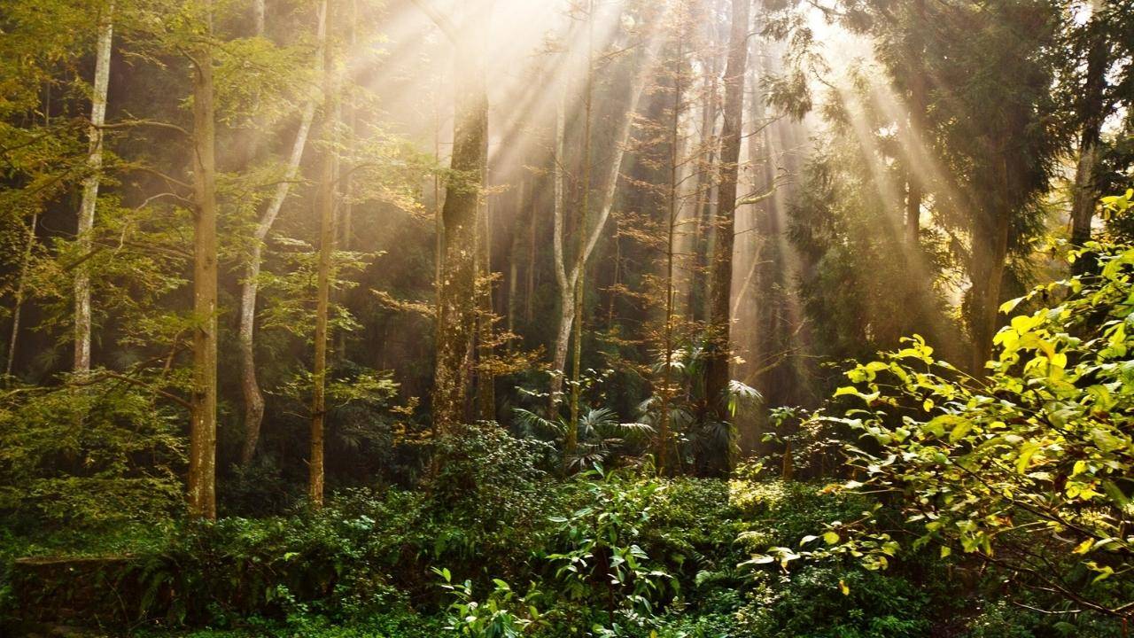 Ancient Forest Discovered in a Giant Sinkhole in China