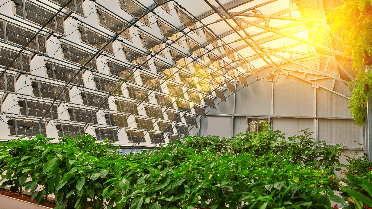 farmers getting double benefit with solar panels in fields