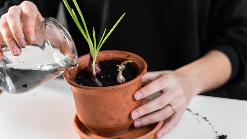 watering container garden