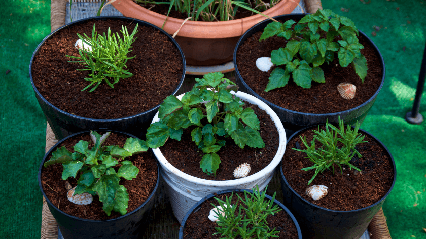 What Is A Container Garden