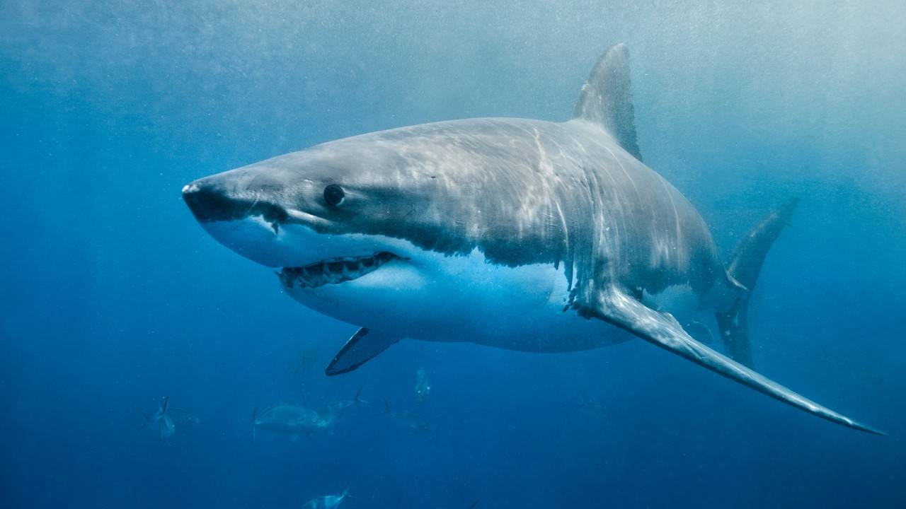 ‘Queen Of The Ocean’_ Shark Mother To 100 Offspring Found Near Nova Scotia