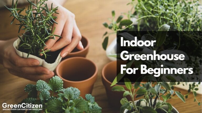 Indoor Greenhouse For Beginners