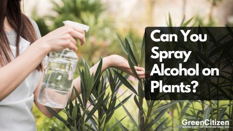 Alcohol on Plants