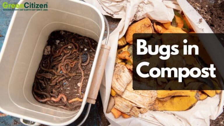 Bugs in Compost