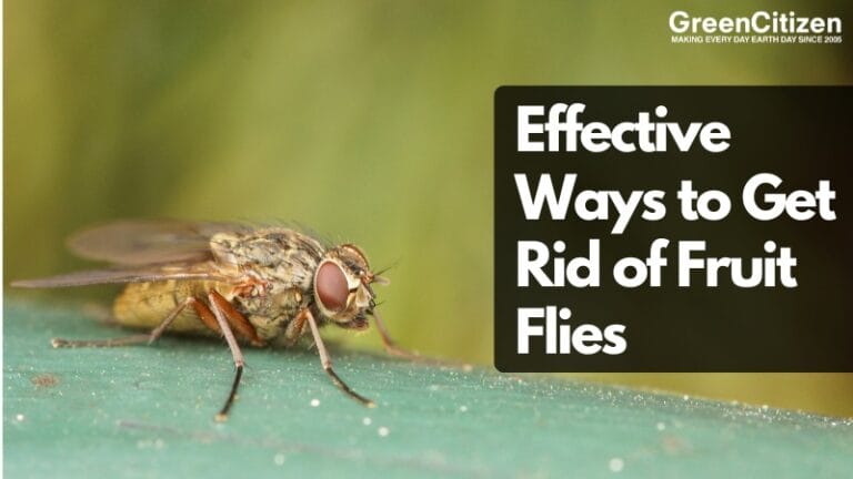 Get Rid of Fruit Flies