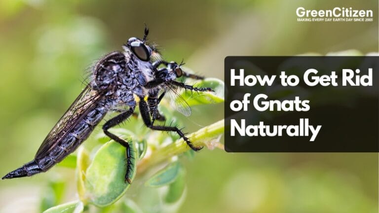 How to Get Rid of Gnats Naturally