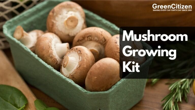 Mushroom Growing Kit